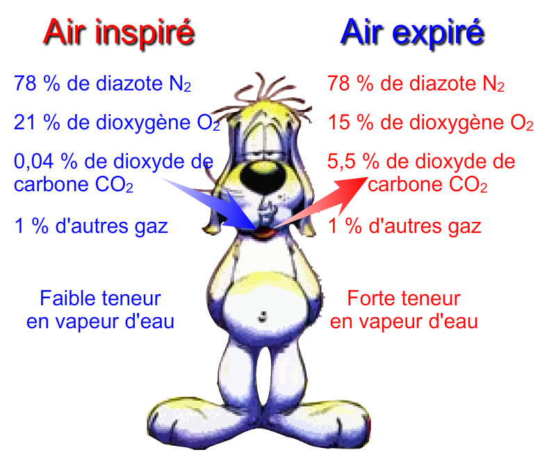 Schéma de la respiration